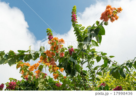 インド　チットールガル　ブーゲンビリアの花 17998436