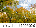 ブナ　原生林　紅葉　奥利根水源の森　beech virgin forest　Okutone  17999026