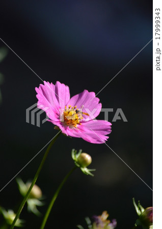 コスモス 17999343