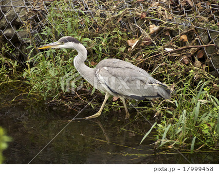 水鳥（アオサギ）、歩行中 17999458