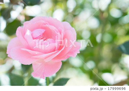 バラ（クイーンエリザベス） 17999696