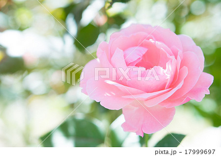 バラ（クイーンエリザベス） 17999697