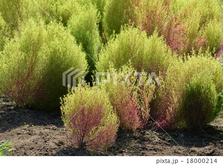 ホウキグサ（箒草） 18000214