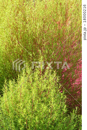 ホウキグサ（箒草） 18000216