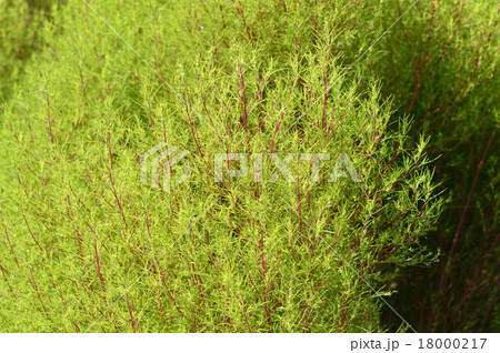 ホウキグサ（箒草） 18000217