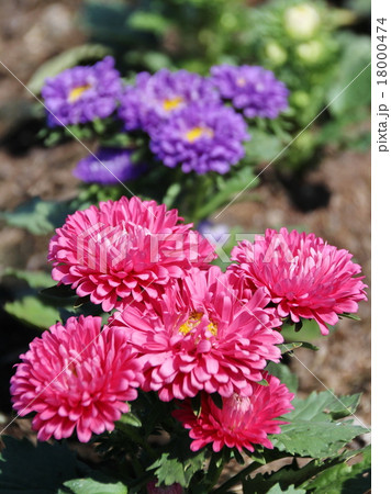 Aster Flowers - Callistephus Chinensis 18000474