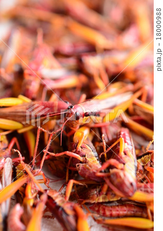 茹でたイナゴ♪ 茹でたイナゴ♪ 18000988