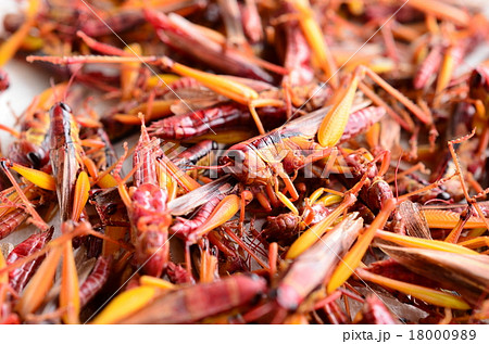 茹でたイナゴ♪ 茹でたイナゴ♪ 18000989