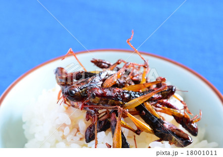 いなごの佃煮ご飯 の写真素材