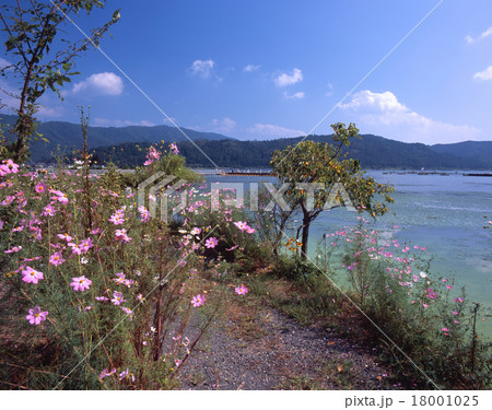 余呉湖とコスモス咲く湖岸遊歩道(対岸には賤ヶ岳)/滋賀県長浜市余呉町 余呉湖とコスモス咲く湖岸遊歩道(対岸には賤ヶ岳)/滋賀県長浜市余呉町 18001025