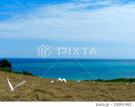 平久保崎のサギ 18001462