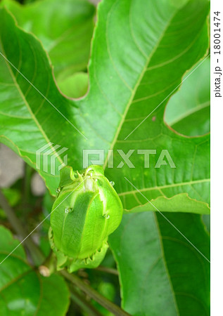 パッションフルーツの蕾♪ パッションフルーツの蕾♪ 18001474