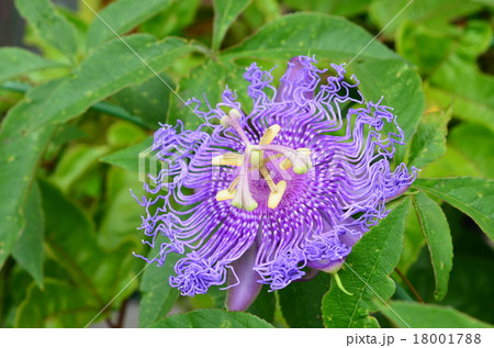 インセンス開花♪ インセンス開花♪ 18001788