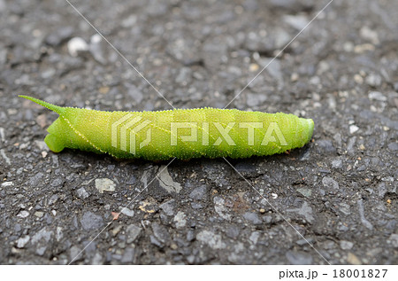 モモスズメガ・桃雀蛾の幼虫 18001827