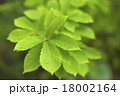 雨に濡れる葉 18002164