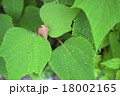 葉 18002165