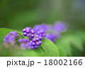 紫式部 18002166