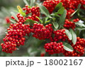 ナンテン 18002167