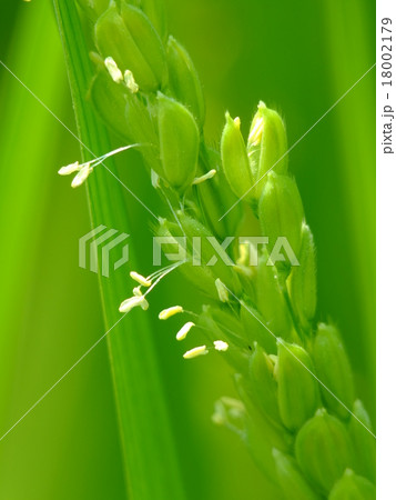 稲の花 18002179