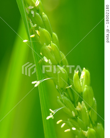 稲の花 18002180