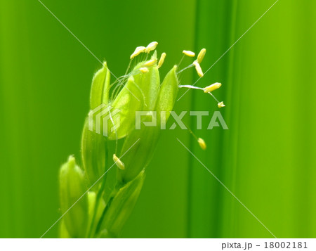 稲の花 18002181