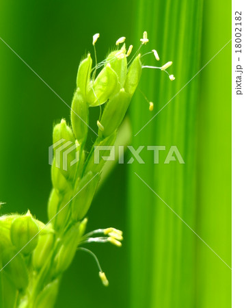 稲の花 18002182