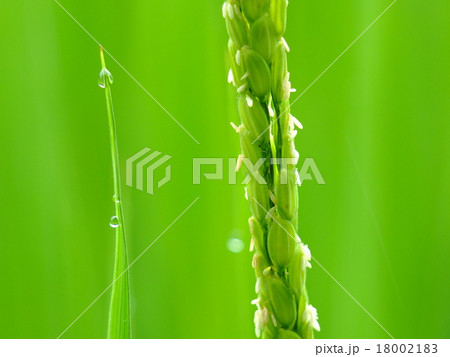 稲の花 18002183