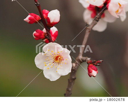 梅の花 18002678