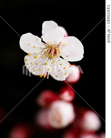 梅の花 梅の花 18002681