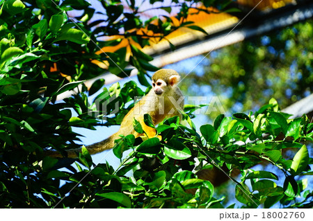 コモンリスザル コモンリスザル 18002760