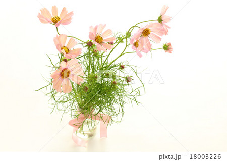 コスモス（オレンジキャンバス）（横　全体　左位置） 18003226