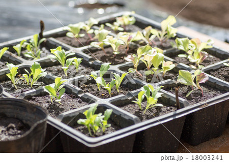 レタスの苗 18003241