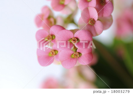 ハナキリン 18003279