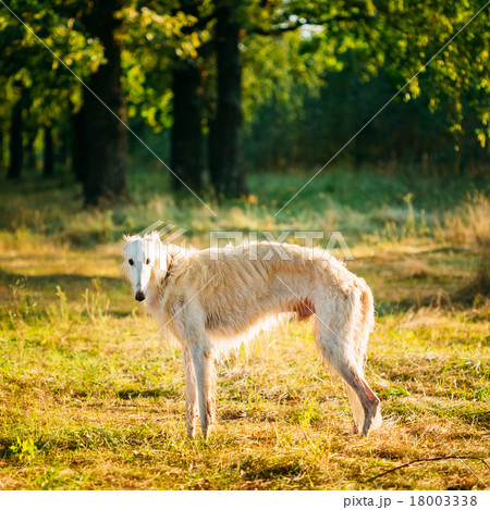 White Russian Dog, Borzoi, Hunting dog in Summer 18003338