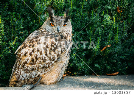 The Eurasian eagle-owl is a species of eagle-owl The Eurasian eagle-owl is a species of eagle-owl 18003357