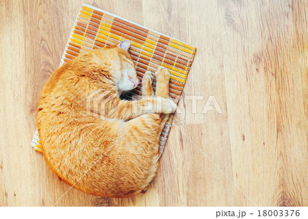 Peaceful Orange Red Tabby Cat Male Kitten Sleeping Peaceful Orange Red Tabby Cat Male Kitten Sleeping 18003376