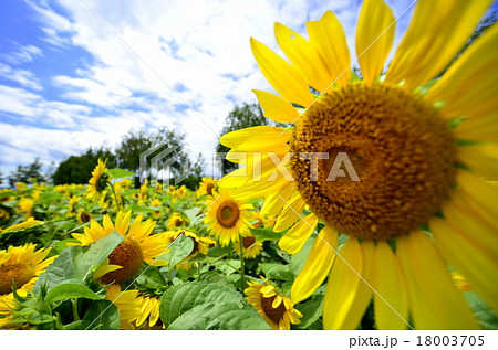 大きなヒマワリと青い空 大きなヒマワリと青い空 18003705