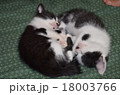 子猫　猫　 18003766