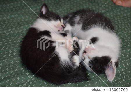 子猫　猫　 18003766