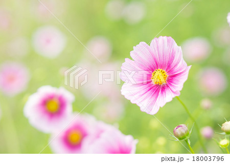 コスモス（日の丸） 18003796