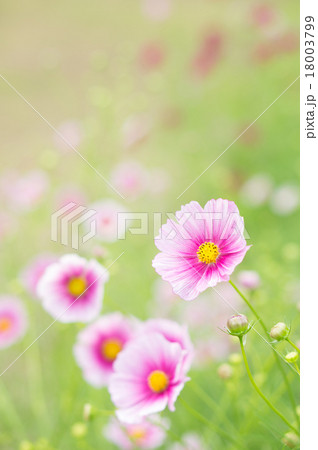 コスモス（日の丸） 18003799