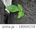 新芽　葉っぱ 18004158