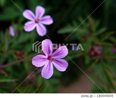 ヒメフウロ 18004609