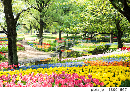 国営昭和記念公園のチューリップ 18004667