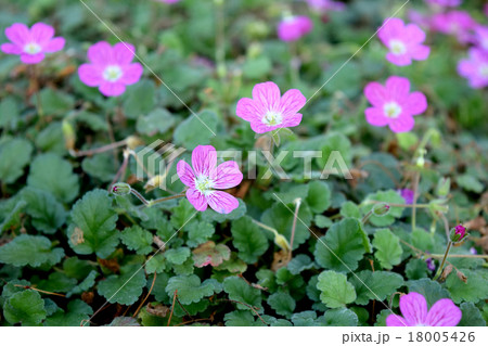 エロディウム・バリアビレ 18005426