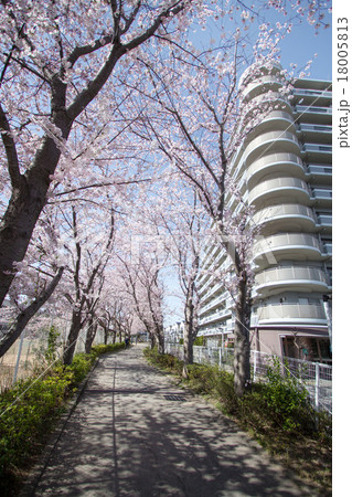 マンションと桜 マンションと桜 18005813