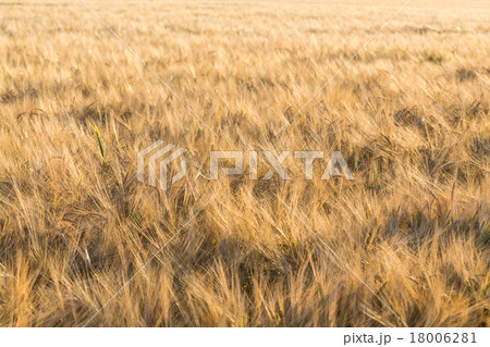 Wheat field 18006281