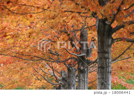 Vibrant Color leaves on trees at golden Autumn 18006441