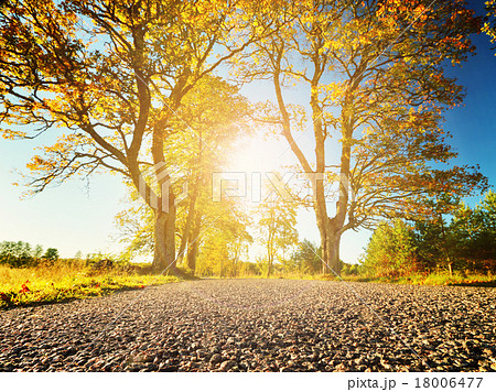 trees on the road side trees on the road side 18006477