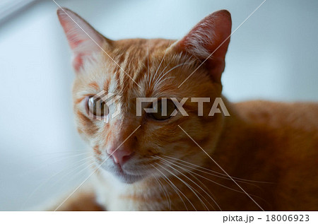 Stray cat lying in wait with hope. 18006923
